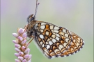 Baldrian-Scheckenfalter (Melitaea diamina) 04