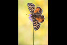 Roter Scheckenfalter (Melitaea didyma) 10