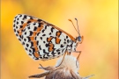 Roter Scheckenfalter (Melitaea didyma) 20