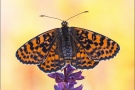 Roter Scheckenfalter (Melitaea didyma) 15