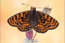 Roter Scheckenfalter (Melitaea didyma) 19