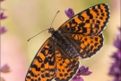 Roter Scheckenfalter (Melitaea didyma) 14