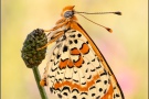 Roter Scheckenfalter (Melitaea didyma) 26