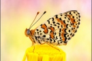 Roter Scheckenfalter (Melitaea didyma) 27