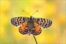 Roter Scheckenfalter Puppe (Melitaea didyma) 22