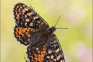 Roter Scheckenfalter (Melitaea didyma) 21