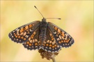 Westlicher Scheckenfalter (Melitaea parthenoides) 10