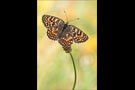 Flockenblumen Scheckenfalter (Melitaea phoebe) 08