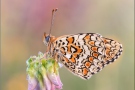 Flockenblumen Scheckenfalter (Melitaea phoebe) 10