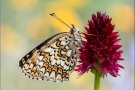 Flockenblumen Scheckenfalter (Melitaea phoebe) 09