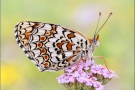 Flockenblumen Scheckenfalter (Melitaea phoebe) 16