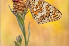 Flockenblumen Scheckenfalter (Melitaea phoebe) 26