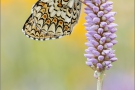 Flockenblumen Scheckenfalter (Melitaea phoebe) 14