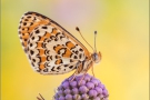 Bräunlicher Scheckenfalter (Melitaea trivia) 07