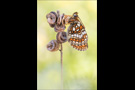 Westalpiner Scheckenfalter (Melitaea varia) 07