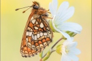 Westalpiner Scheckenfalter (Melitaea varia) 12