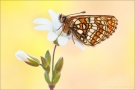 Westalpiner Scheckenfalter (Melitaea varia) 08