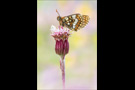 Westalpiner Scheckenfalter (Melitaea varia) 11