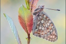 Mittlerer Perlmuttfalter (Fabriciana niobe) 16