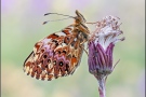 Natterwurz-Perlmutterfalter (Boloria titania) 11