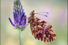 Natterwurz-Perlmutterfalter (Boloria titania) 10