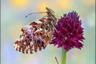 Natterwurz-Perlmutterfalter (Boloria titania) 09