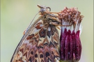 Natterwurz-Perlmutterfalter 06 (Boloria titania)