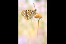 Feuriger Perlmutterfalter (Argynnis adippe) 03