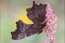 C-Falter (Polygonia c-album) 06