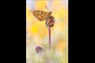 Randring-Perlmutterfalter (Boloria eunomia) 05