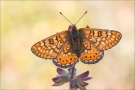 Goldener Scheckenfalter 10 (Euphydryas aurinia)