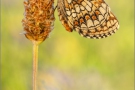 Ehrenpreis-Scheckenfalter (Melitaea aurelia) 13