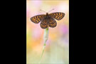 Östlicher Scheckenfalter (Melitaea britomartis) 02