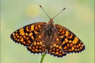 Flockenblumen Scheckenfalter (Melitaea phoebe) 17