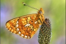 Silberfleck Perlmuttfalter (Boloria euphrosyne) 19