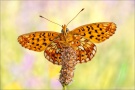 Silberfleck Perlmuttfalter (Boloria euphrosyne) 21