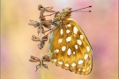 Großer Perlmuttfalter (Speyeria aglaja) 15