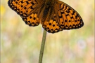 Großer Perlmuttfalter (Speyeria aglaja) 29