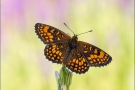 Südwestlicher Wachtelweizen-Scheckenfalter (Melitaea celadussa) 07