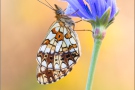 Sumpfwiesen-Perlmuttfalter (Boloria selene) 14