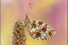 Sumpfwiesen-Perlmuttfalter (Boloria selene) 23