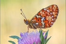 Silberfleck Perlmutterfalter (Boloria euphrosyne) 04