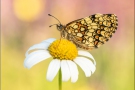 Wachtelweizen-Scheckenfalter 14 (Melitaea athalia)