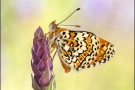 Wegerich-Scheckenfalter (Melitaea cinxia) 22