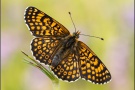 Wegerich-Scheckenfalter (Melitaea cinxia) 23