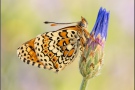 Wegerich-Scheckenfalter (Melitaea cinxia) 24