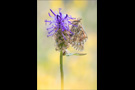 Ähnlicher Perlmutterfalter (Boloria napaea) 05