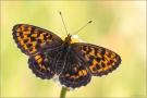 Alpen-Perlmutterfalter (Boloria thore) 02