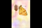 Feuriger Perlmutterfalter (Argynnis adippe) 02