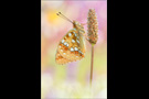 Feuriger Perlmutterfalter (Argynnis adippe) 01